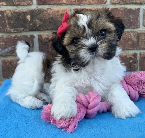 🟥🍁🟥 C.K.C MALE 🐶 FEMALE 🐶 SHIH TZU PUPPIES $650 🟥🍁🟥 Image eClassifieds4u