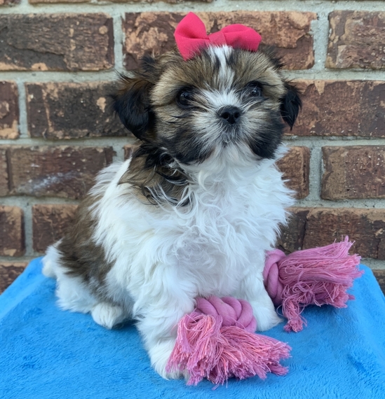 🟥🍁🟥 C.K.C MALE 🐶 FEMALE 🐶 SHIH TZU PUPPIES $650 🟥🍁🟥 Image eClassifieds4u