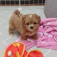 🟥🍁🟥 C.K.C MALE 🐶 FEMALE 🐶 MALTIPOO PUPPIES $650 🟥🍁🟥