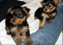 Dishy Dreamy Fetching Yorkie Puppies for Re-homing