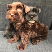 Adorable male and a female Schnauzer puppies available for good home
