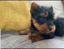 Appealing Attractive Charismatic Yorkie Puppies Ready Now for You