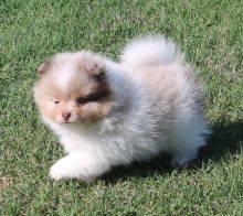 Beautiful Pomeranian puppies