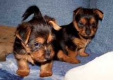Cute Delightful Elegant Yorkie Puppies For A Good Home
