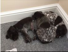 German Shorthaired Pointer Text us 908) 516-8653‬