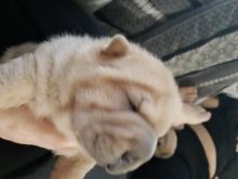 Home Raised Shar Pei Puppies For Sale Text us at (908) 516-8653)