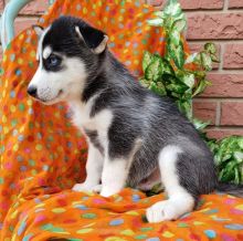 Home Raised Siberian Husky Puppies For Sale Text us at (908) 516-8653)