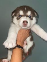 male and female siberian husky puppies contact us at karenjason915@gmail.com