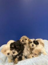 Morkie Puppies For Sale Text us at (908) 516-8653?)