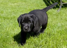 Registered Labrador Puppies ready for their forever new home