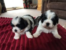 Shih Tzu Puppy's For Sale Text us at (908) 516-8653?)