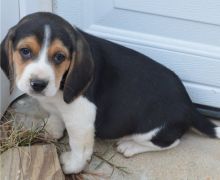 Tri color beagle puppies available now