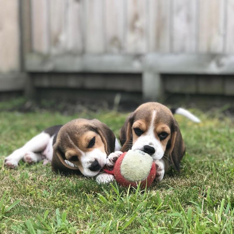 Amazing Beagle Puppies ready for their new home Image eClassifieds4u