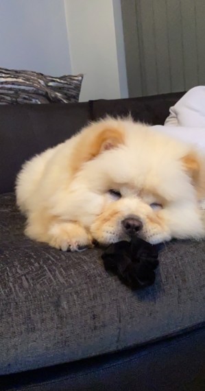 Chow Chow Boy and Girl For Sale Text us at (908) 516-8653) Image eClassifieds4u
