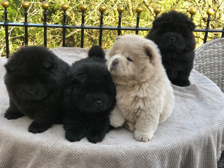Chow Chow Boy and Girl For Sale Text us at (908) 516-8653) Image eClassifieds4u