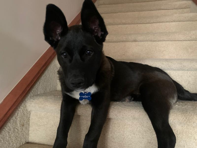 German Shepard X Lab Puppy (Sheprador) Image eClassifieds4u