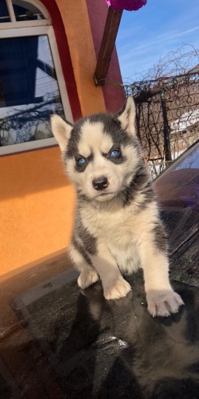 Home Raised Siberian Husky Puppies For Sale Text us at (908) 516-8653) Image eClassifieds4u