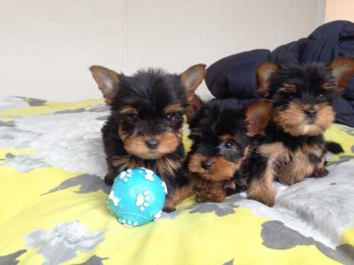 Inviting Likable Lovable Yorke Puppies For a Loving Family Image eClassifieds4u