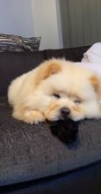 Chow Chow Boy and Girl For Sale Text us at (908) 516-8653) Image eClassifieds4u 2