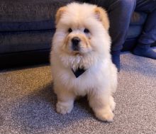 Chow Chow Boy and Girl For Sale Text us at (908) 516-8653) Image eClassifieds4u 1
