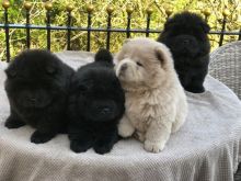 Chow Chow Boy and Girl For Sale Text us at (908) 516-8653) Image eClassifieds4u 3