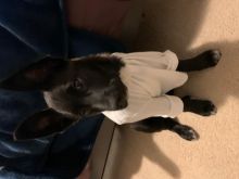German Shepard X Lab Puppy (Sheprador) Image eClassifieds4u 1