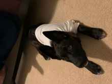 German Shepard X Lab Puppy (Sheprador) Image eClassifieds4u 3
