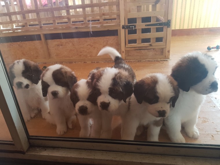 St. Bernard Puppies One Girl Left Text us at (908) 516-8653) Image eClassifieds4u