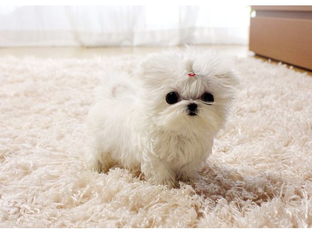 🟥🍁🟥 C.K.C MALE 🐶 FEMALE 🐶 MALTESE PUPPIES $650 🟥🍁🟥 Image eClassifieds4u