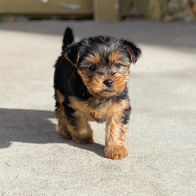 🟥🍁🟥 C.K.C MALE 🐶 FEMALE 🐶 YORKSHIRE TERRIER PUPPIES $650 🟥🍁🟥 Image eClassifieds4u