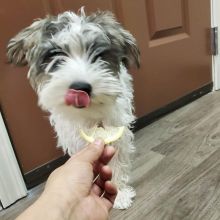 🟥🍁🟥 C.K.C MALE 🐶 FEMALE 🐶 MINIATURE SCHNAUZER PUPPIES $650 🟥🍁🟥