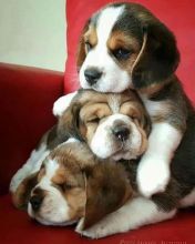 Adorable Beagle puppies ready for adoption