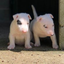 Amazing Bull Terrier Puppies ready for their new home