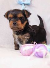 Lovable Lovely Pleasant Yorkie Puppies Available