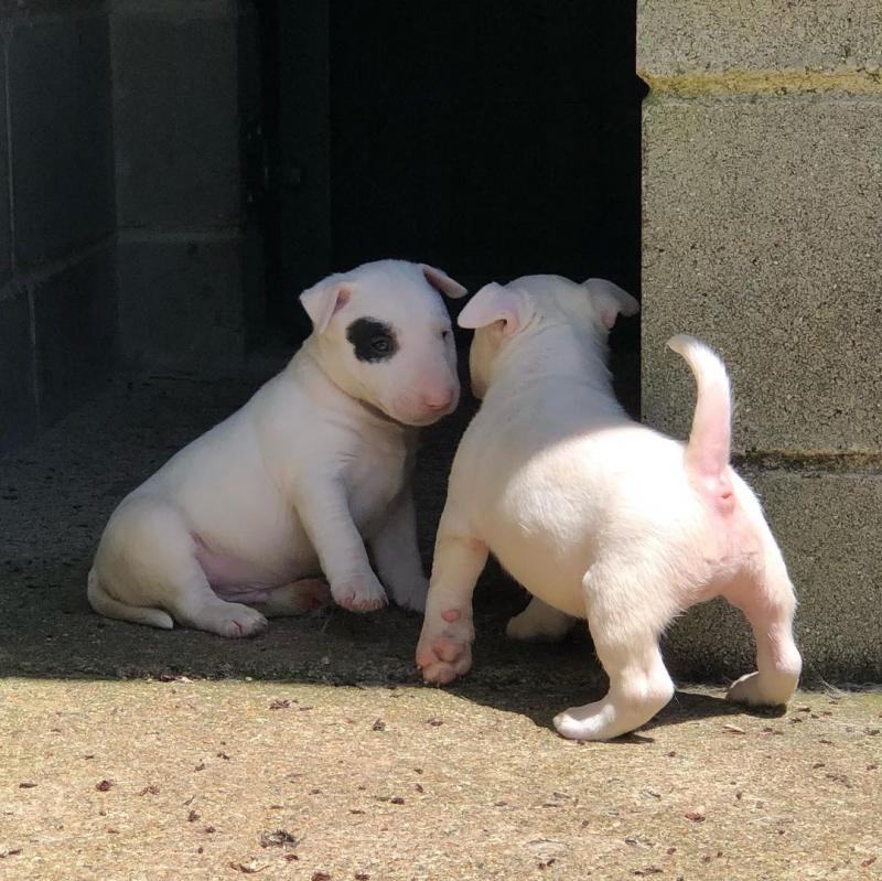 Amazing Bull Terrier Puppies ready for their new home Image eClassifieds4u