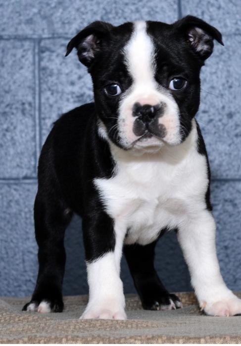 C.K.C MALE AND FEMALE BOSTON TERRIER Puppies Image eClassifieds4u