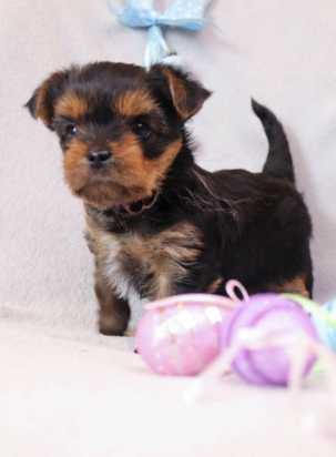 Lovable Lovely Pleasant Yorkie Puppies Available Image eClassifieds4u