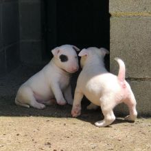 Amazing Bull Terrier Puppies ready for their new home Image eClassifieds4u 2
