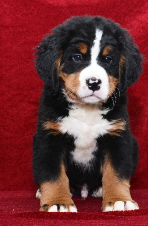 C.K.C MALE AND FEMALE Bernese Mountain Dog PUPPIES AVAILABLE Image eClassifieds4u