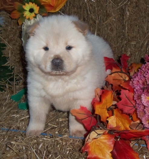 C.K.C MALE AND FEMALE CHOW CHOW PUPPIES AVAILABLE Image eClassifieds4u