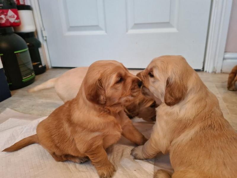 Healthy, home raised Golden Retriever puppies for adoption Image eClassifieds4u