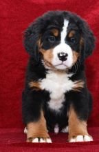 C.K.C MALE AND FEMALE Bernese Mountain Dog PUPPIES AVAILABLE