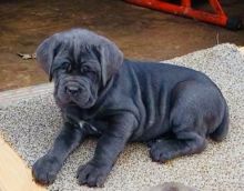 C.K.C MALE AND FEMALE NEAPOLITAN MASTIFF PUPPIES AVAILABLE