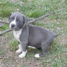 We have a litter of healthy American Staffordshire Terrier puppies