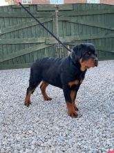 12 weeks old Rottweiler Puppies for Adoption