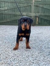 12 weeks old Rottweiler Puppies for Adoption