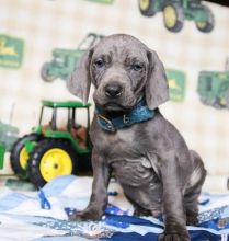 C.K.C MALE AND FEMALE WEIMARANER PUPPIES AVAILABLE