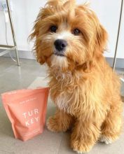 Cute Lovely cavapoo Puppies male and female for adoption