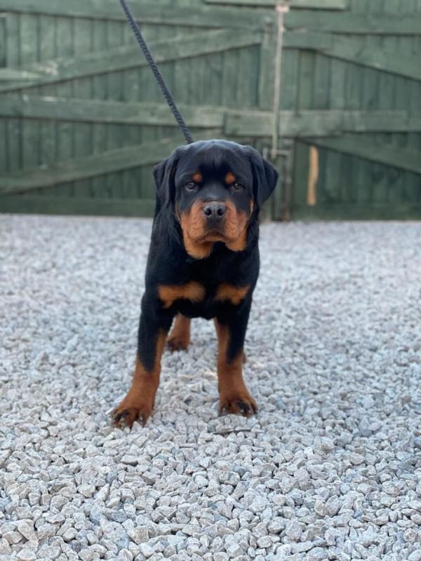 12 weeks old Rottweiler Puppies for Adoption Image eClassifieds4u