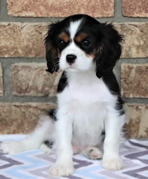 C.K.C MALE AND FEMALE CAVALIER KING CHARLES SPANIEL PUPPIES AVAILABLE Image eClassifieds4u